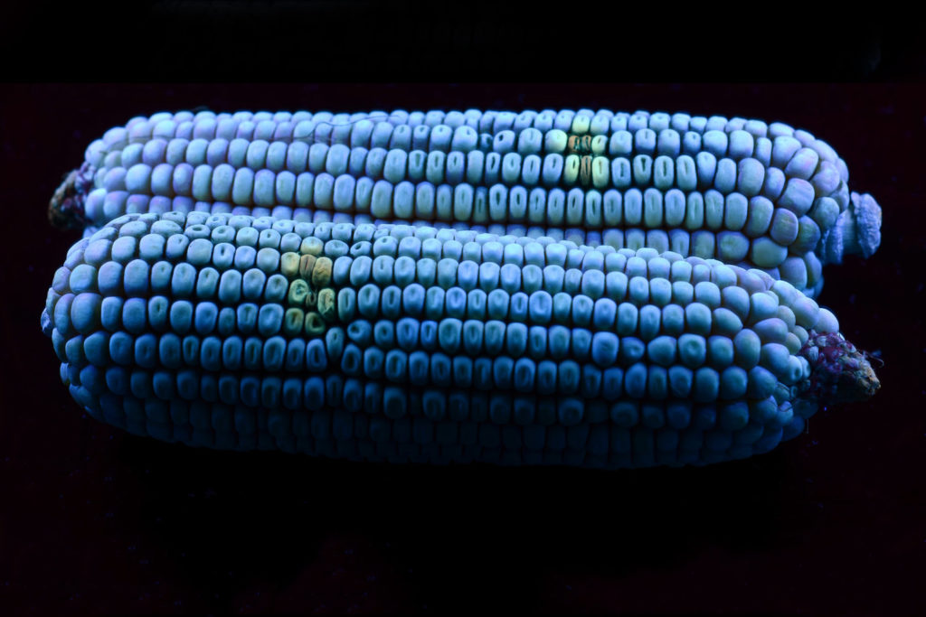 афлатоксин на кукурузе